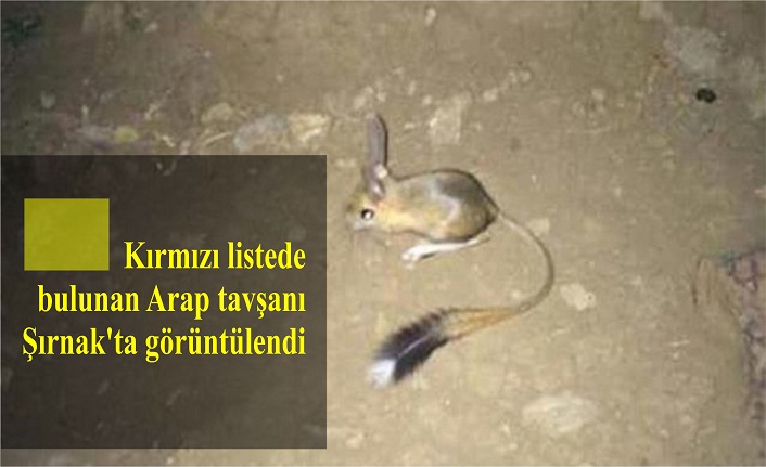 kirmizi listede bulunan arap tavsani sirnak ta goruntulendi idil haber