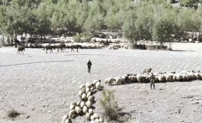 Göçerlerin Yayla dönüşleri başladı