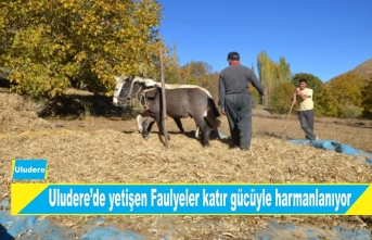 Uludere'de yetişen fasulyeler katır gücüyle harmanlanıyor