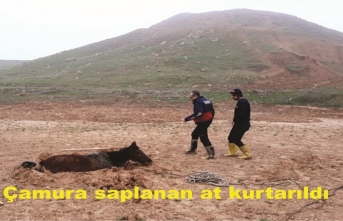 Cizre'de Çamura Saplanan At Kurtarıldı