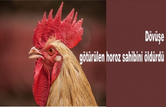 Dövüşe götürülen horoz sahibini öldürdü