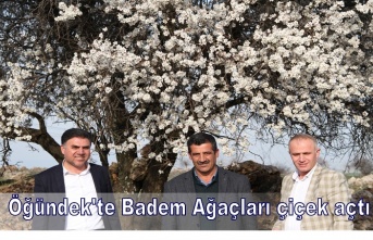 Öğündek'te Badem Ağaçları çiçek açtı