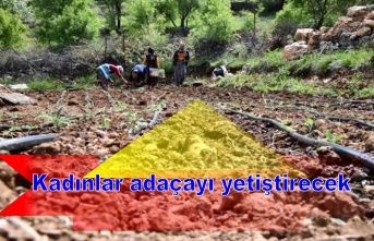 Kadınlar adaçayı yetiştirecek