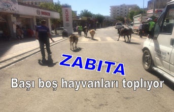 Başı boş Hayvanlar toplatılıyor