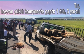 Tır, hayvan yüklü kamyonete çaptı: 1 ölü, 3 yaralı