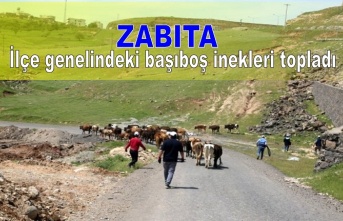 Zabıta İlçe genelindeki başıboş inekleri topladı