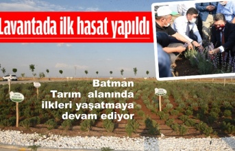 Lavanta'da ilk Hasılat