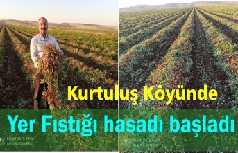 Kurtuluş köyünde Yer fıstığı hasadı başladı