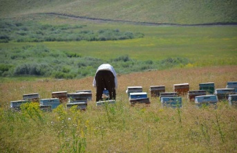Feraşin Avasipi yaylalarında 40 bin arı bal yapacak