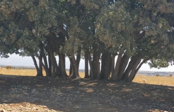 İdil'in Kutsal ağacı vatandaşdan ilgi görüyor