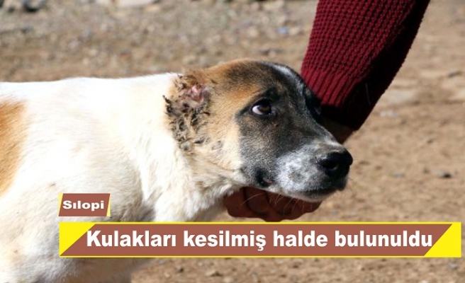 Kulakları kesilmiş köpeğe tepki