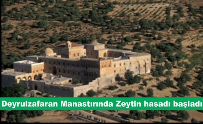 Deyrulzafaran Manastırında Zeytin hasadı başladı
