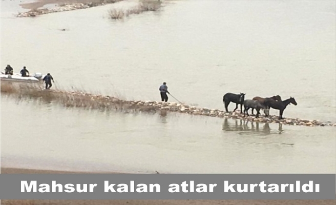Cizre ilçesinde Dicle Nehri'nde mahsur kalan 4 at kurtarıldı.