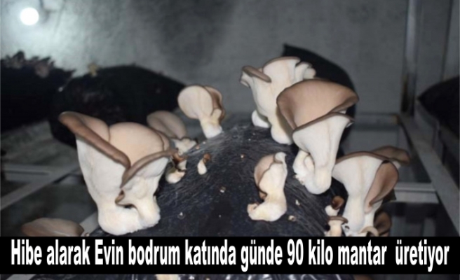 Evin bodrum katında kurduğu tesiste  günde 90 kilo mantar üretiyor