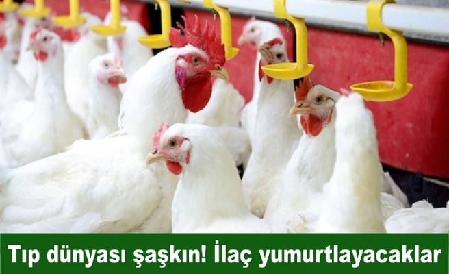 Tıp dünyası şaşkın! İlaç yumurtlayacaklar