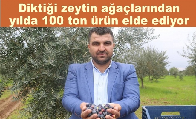 Diktiği zeytin ağaçlarından  yılda 100 ton ürün elde ediyor