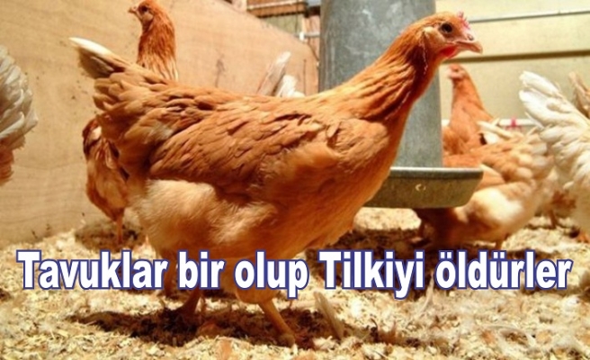 Tavuklar birlik olup kümese giren tilkiyi öldürdü