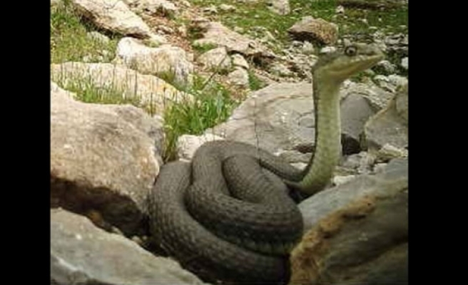 Dev yılan Güneydoğuda görüntülendi