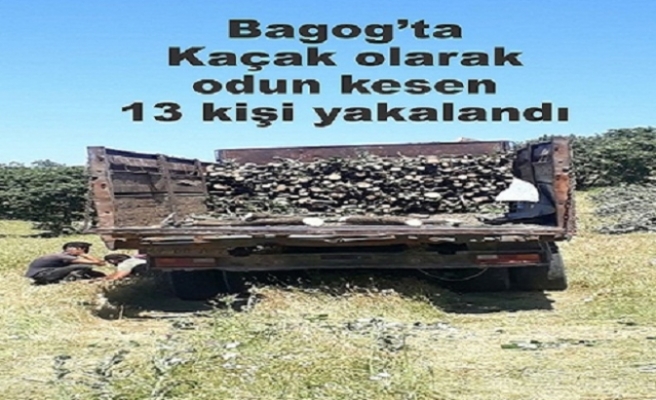Bagog dağında kaçak olarak odun kesen 13  kişi yakalandı