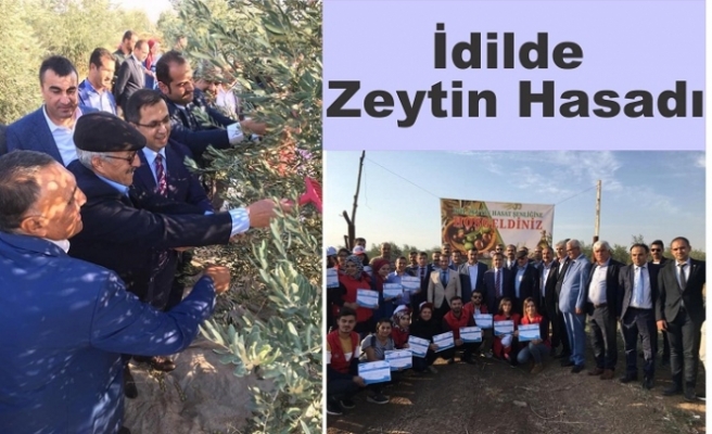 Kaymakam Zeytin Hasadı Şenliğine Katıldı.
