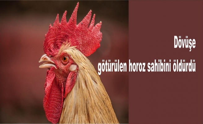 Dövüşe götürülen horoz sahibini öldürdü