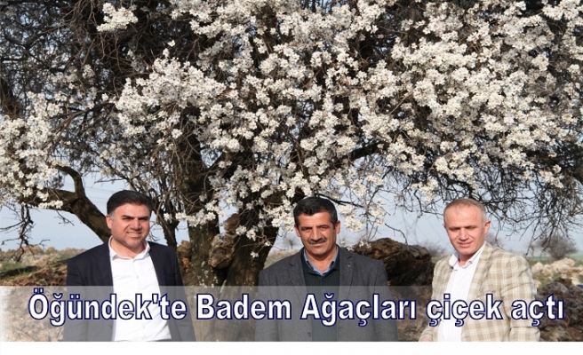 Öğündek'te Badem Ağaçları çiçek açtı