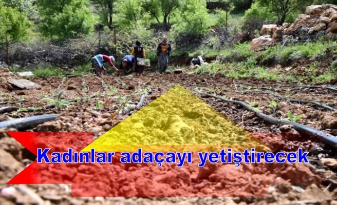 Kadınlar adaçayı yetiştirecek