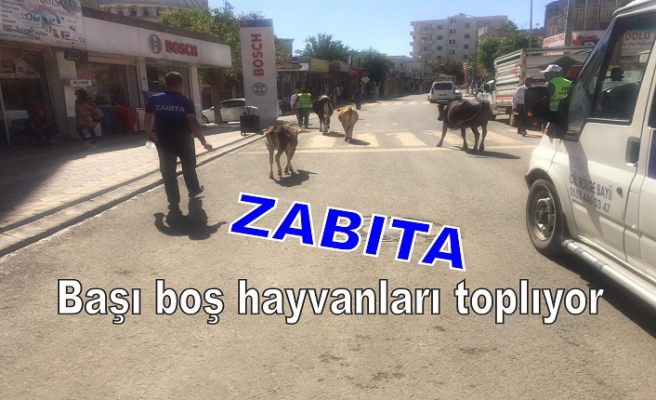 Başı boş Hayvanlar toplatılıyor