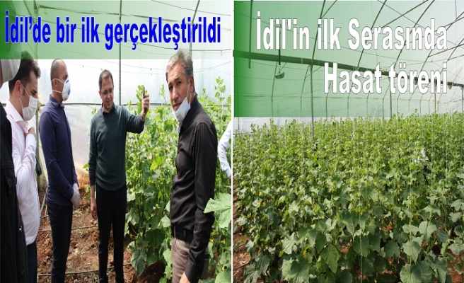 İdil'in ilk Serasında Hasat töreni