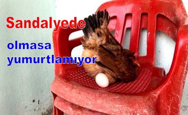 Sandalyede olmasa yumurtlamıyor