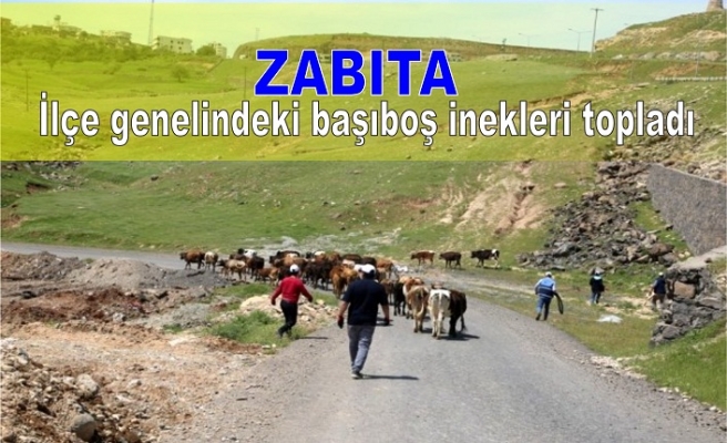 Zabıta İlçe genelindeki başıboş inekleri topladı