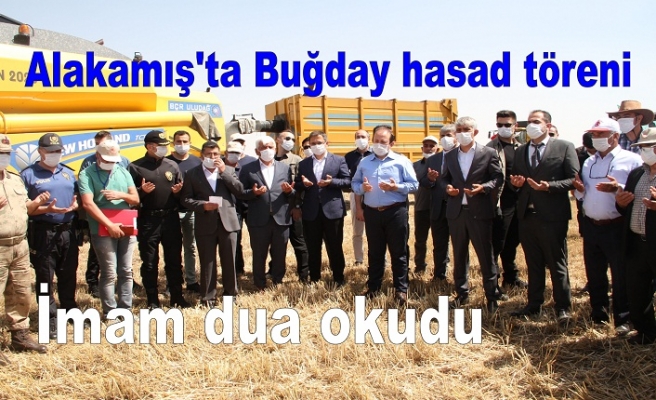 Alakamış'ta Buğday hasad töreni