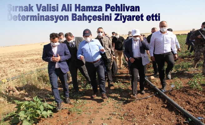 Şırnak Valisi Ali Hamza PEHLİVAN Determinasyon Bahçesini Ziyaret etti.