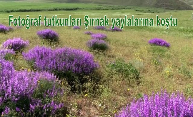 Fotoğraf tutkunları Şırnak yaylalarına koştu