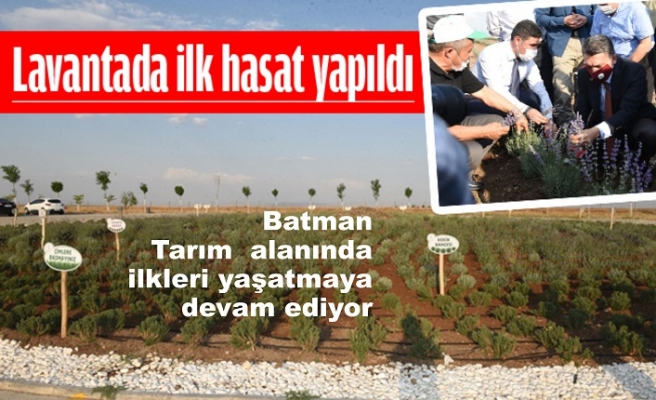 Lavanta'da ilk Hasılat