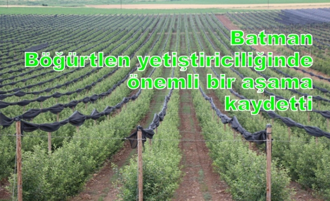 Batman Böğürtlen yetiştiriciliğinde önemli bir aşama kaydetti