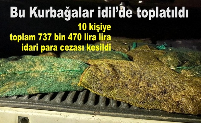 İdillin Kurbağaları satılacaktı olmadı...suç üstü yakalandılar