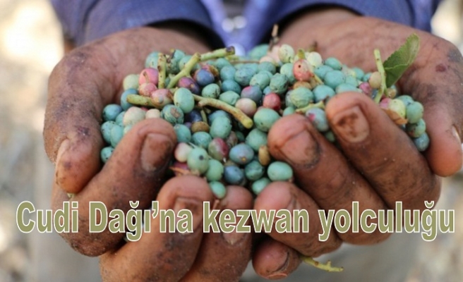 Cudi Dağı’na kezwan yolculuğu