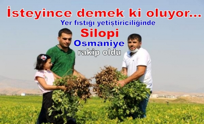 Yer fıstığı yetiştiriciliğinde Osmaniye'ye rakip olduk