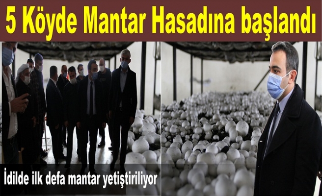 5 Köyde Mantar hasadına başlandı