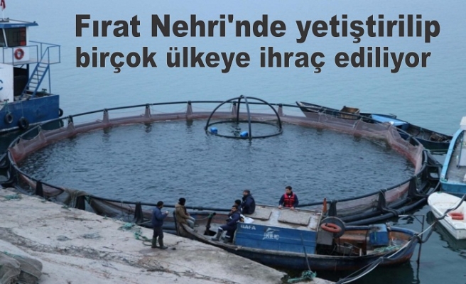 Fırat Nehri'nde yetiştirilip birçok ülkeye ihraç ediliyor