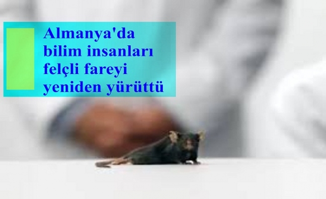 Almanya'da bilim insanları felçli fareyi yeniden yürüttü