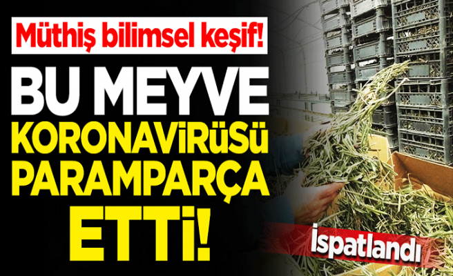 Müthiş bilimsel keşif! Koronavirüsü paramparça etti