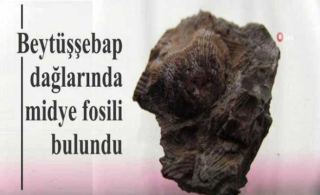 Beytüşşebap dağlarında midye fosili bulundu