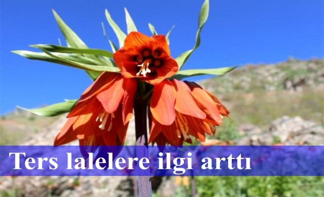 Ters lalelere ilgi arttı