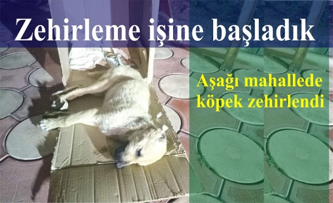 Yavru köpeği zehirlediler