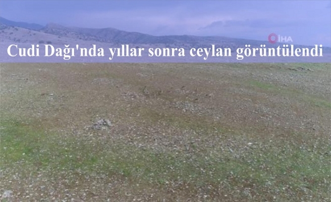 Cudi Dağı'nda yıllar sonra ceylan görüntülendi