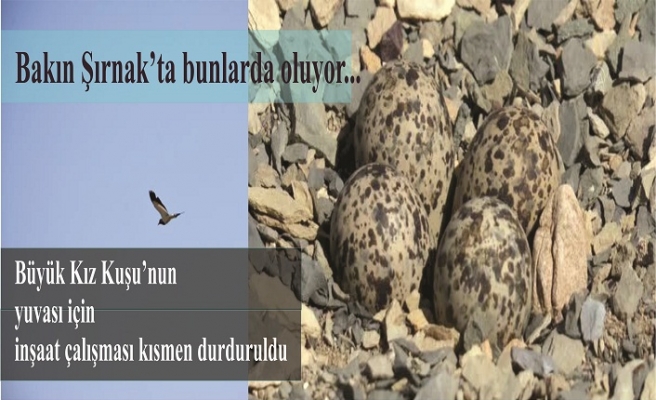 "Büyük kız kuşu" için çalışma kısmen durduruldu