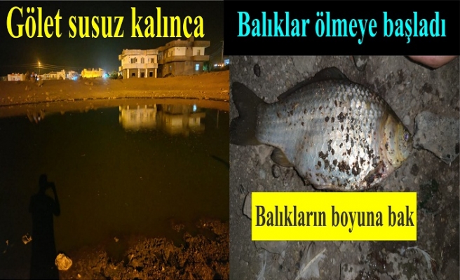 Balıklar telef oldu