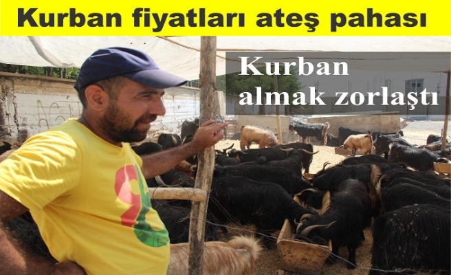 Kurban kesmek zorlaştı fiyatlar ateş pahası